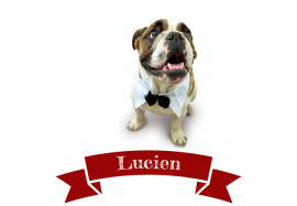 chez lucien bistrotier, croix rousse, lyon 4, restaurant, sharing cuisine, blog lyon